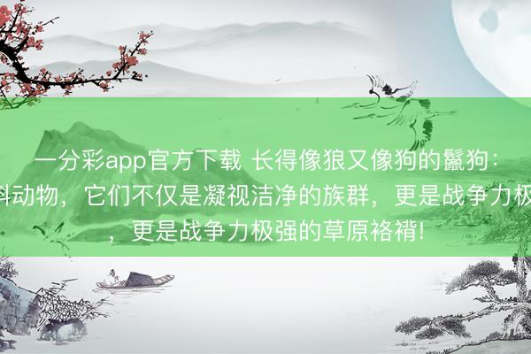 一分彩app官方下載 長(zhǎng)得像狼又像狗的鬣狗：其實(shí)它并非犬科動(dòng)物，它們不僅是凝視潔凈的族群，更是戰(zhàn)爭(zhēng)力極強(qiáng)的草原袼褙!